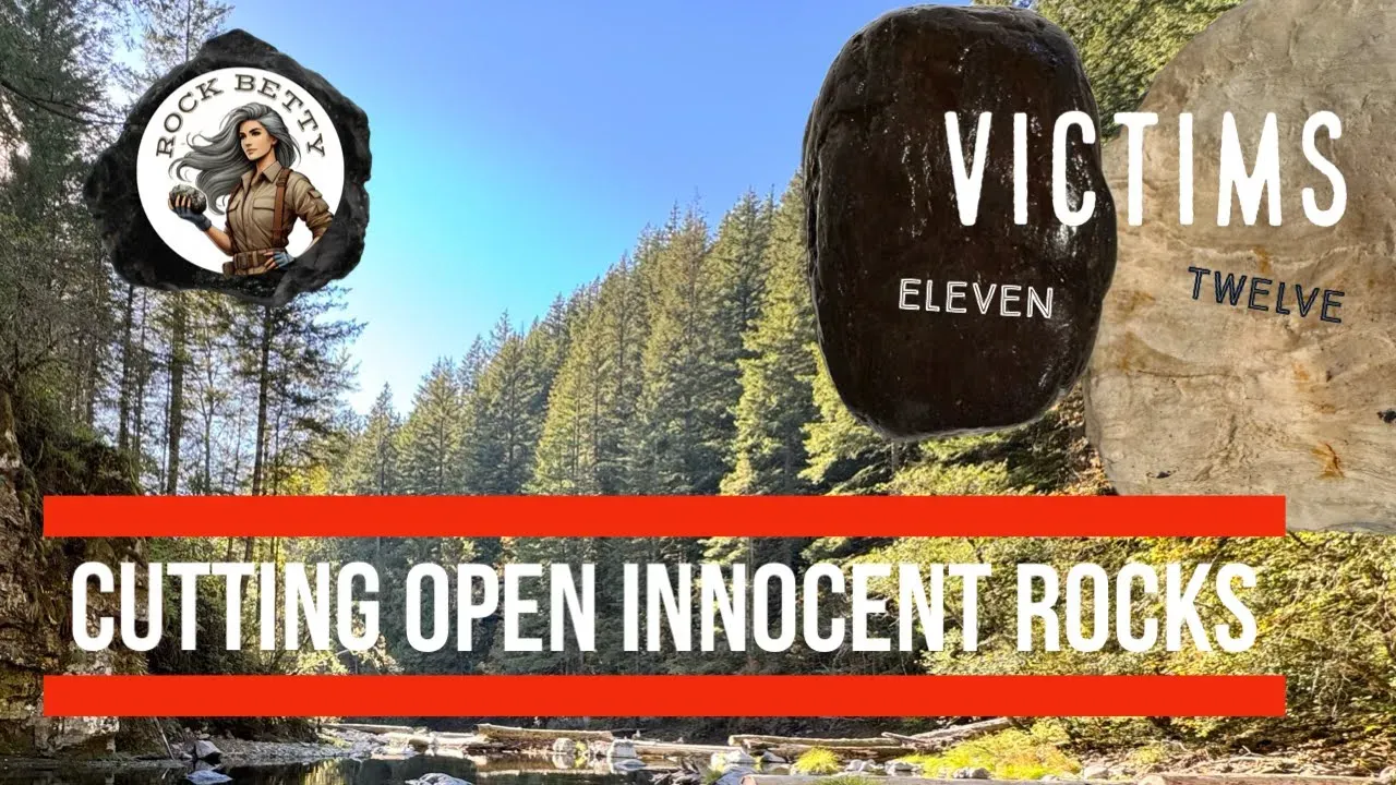 Cutting open innocent rocks: Petrified wood