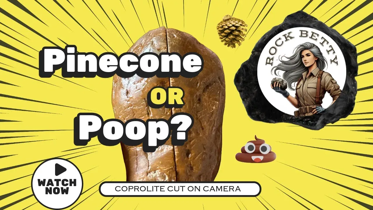 Petrified Pinecone or Poop?